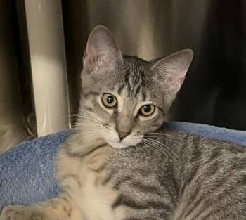 Eleven -  Domestic Short Hair Cat for Adoption in Venice, Florida - Eleven | PetCurious