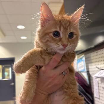 Buttercup -  Domestic Medium Hair Cat for Adoption in Charlottesville, Virginia - Buttercup | PetCurious
