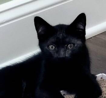 Blackberry -  Domestic Short Hair Cat for Adoption in Greensboro, North Carolina - Blackberry | PetCurious