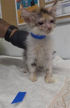 A886356 -  Domestic Short Hair Cat for Adoption in Camarillo, California - A886356 | PetCurious