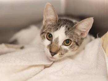 BABY MIMI -  Domestic Short Hair Cat for Adoption in Phoenix, Arizona - BABY MIMI | PetCurious