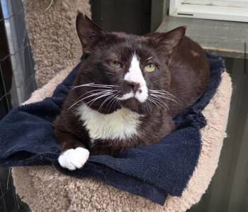 Eggs Benny -  Domestic Short Hair Cat for Adoption in Maple Ridge, British Columbia - Eggs Benny | PetCurious
