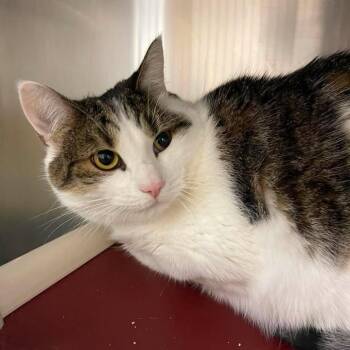 Hunter Jo -  Domestic Short Hair Cat for Adoption in Winthrop, Maine - Hunter Jo | PetCurious