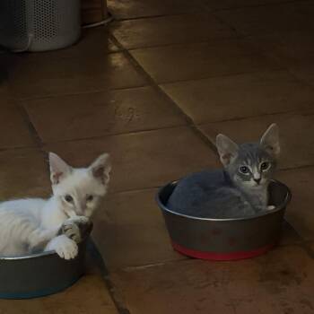 Domestic Medium Hair Cats Available for Adoption in San Antonio, Texas - Silverfish | PetCurious