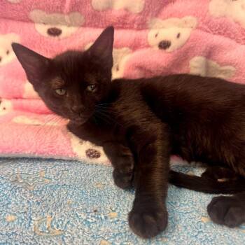 Lychee -  Domestic Short Hair Cat Available for Adoption in Long Beach, California - Lychee | PetCurious