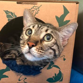 Clayton -  Domestic Short Hair Cat for Adoption in Fairport, New York - Clayton | PetCurious