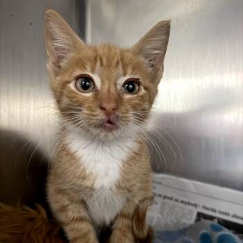 Gatorbait -  Domestic Short Hair Cat Available for Adoption in Melrose, Florida - Gatorbait | PetCurious