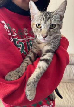 Junie -  Tabby and Domestic Short Hair Cat for Adoption in Mission Viejo, California - Junie | PetCurious