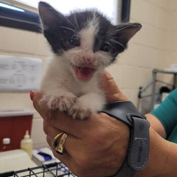 Domestic Medium Hair Cats Available for Adoption in Lake Panasoffkee, Florida - Peppa | PetCurious