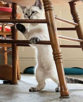 Sara (bonded with Mystique) -  Siamese Cat for Adoption in Pickering, Ontario - Sara (bonded With Mystique) | PetCurious