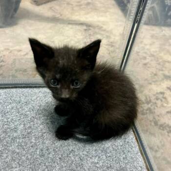 Squatch -  Domestic Short Hair Cat for Adoption in Harrisonburg, Virginia - Squatch | PetCurious