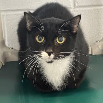 Louisiana -  Domestic Medium Hair Cat for Adoption in Stafford, Virginia - Louisiana | PetCurious