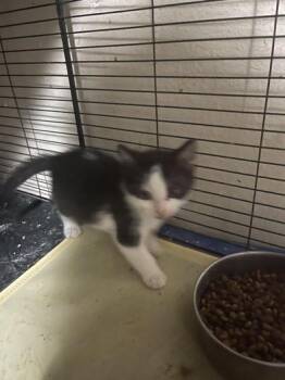 Tasha -  Domestic Short Hair Cat for Adoption in Liverpool, Texas - Tasha | PetCurious