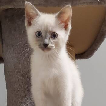 Half & Half -  Domestic Short Hair Cat for Adoption in Granville, Ohio - Half & Half | PetCurious