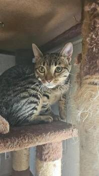 Nami -  Domestic Short Hair Cat for Adoption in Ontario, California - Nami | PetCurious