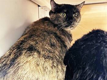 PATCHES -  Domestic Short Hair Cat for Adoption in Brentwood, Missouri - PATCHES | PetCurious