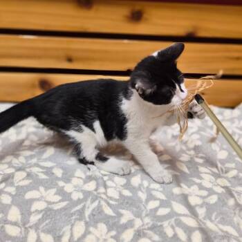 Armani -  Domestic Short Hair and Mixed Breed Cat for Adoption in Woodstock, Illinois - Armani | PetCurious