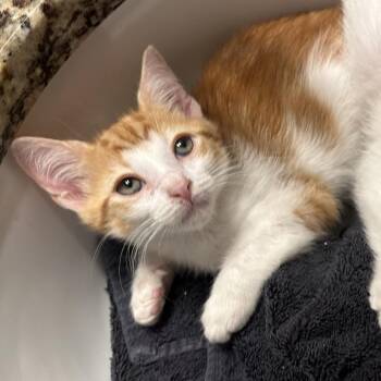 Sky -  Domestic Short Hair Cat for Adoption in Cumming, Georgia - Sky | PetCurious