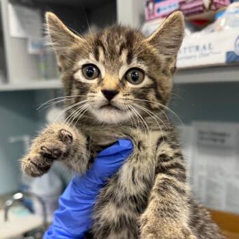 JubJub -  Domestic Short Hair Cat for Adoption in Greensboro, North Carolina - JubJub | PetCurious