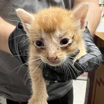 Domestic Short Hair Cats Available for Adoption in Lufkin, Texas - Nugget | PetCurious