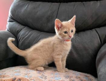 Tweed MD -  Tabby Cat for Adoption - Tweed MD | PetCurious
