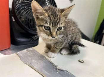 CINNAMON DONUT -  Domestic Short Hair Cat for Adoption in Louisville, Kentucky - CINNAMON DONUT | PetCurious