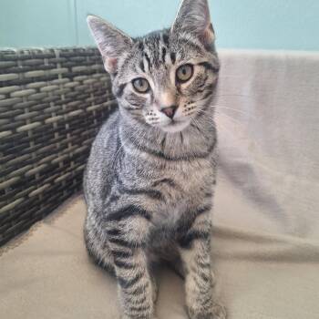 BenGo -  Domestic Short Hair Cat for Adoption in Attica, New York - BenGo | PetCurious