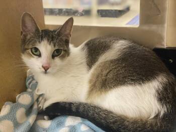 Tabby Cats Available for Adoption in Taylor, Michigan - Miranda At Canton PetSmart Habitat Michigan Ave | PetCurious
