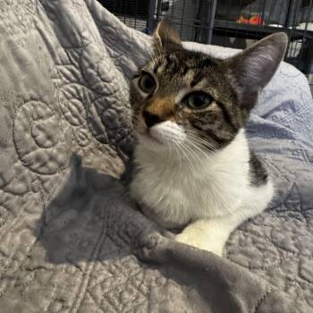 Domestic Short Hair Cats Available for Adoption - Krisstoferson Silverfox (bonded To Agnes Foxy) | PetCurious