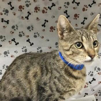 CODY -  Domestic Short Hair Cat for Adoption in Riverside, California - CODY | PetCurious