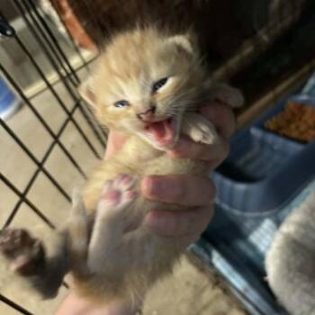 Snickerdoodle -  Domestic Short Hair Cat for Adoption in Stephenville, Texas - Snickerdoodle | PetCurious