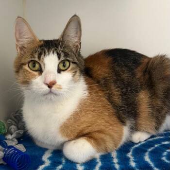 Cabana -  Domestic Short Hair Cat for Adoption in Pontiac, Michigan - Cabana | PetCurious