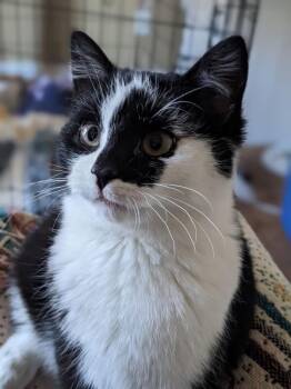 Domestic Short Hair Cats Available for Adoption - Comet | PetCurious