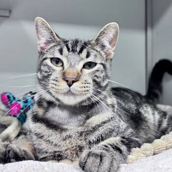 Rescue Domestic Short Hair Cats for Adoption in Bismarck, North Dakota - Danny | PetCurious