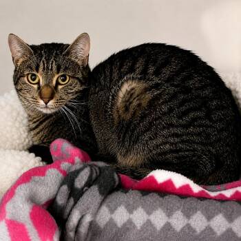 Domestic Short Hair Cats Available for Adoption in Hopkinton, Massachusetts - Casamigos | PetCurious