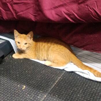 Rescue Domestic Short Hair Cats for Adoption in Greenwood, Indiana - Mango | PetCurious