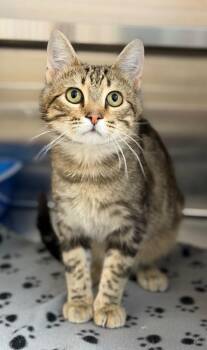 Baby Boo -  Domestic Short Hair Cat for Adoption in Columbus, Nebraska - Baby Boo | PetCurious