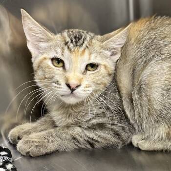 Rescue Domestic Short Hair Cats for Adoption in Palm Springs, California - Effie | PetCurious