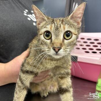 Domestic Short Hair Cats Available for Adoption - Chex Mix | PetCurious