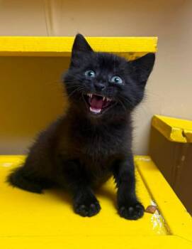 Biscuit -  Domestic Short Hair Cat for Adoption in Maryville, Missouri - Biscuit | PetCurious