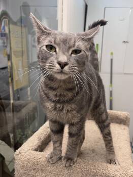 Domestic Short Hair Cats Available for Adoption - Screamo RM | PetCurious