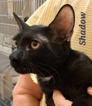 Rescue Bombay Cats for Adoption in Phoenix, Arizona - Shadow ( Calle 602-692-1499 To Meet Shadow) | PetCurious