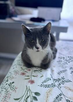 Fennel -  Domestic Short Hair Cat Available for Adoption in Winnipeg, Manitoba - Fennel | PetCurious