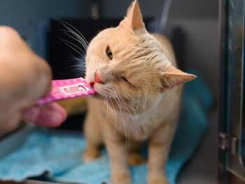 Augustus -  Domestic Short Hair Cat for Adoption - Augustus | PetCurious