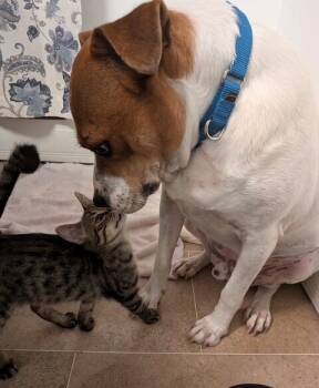 Rescue Domestic Short Hair Cats for Adoption in Elmsford, New York - Merlin | PetCurious