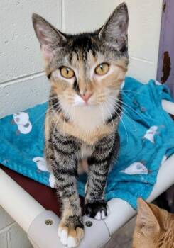 7877 Fruit Loop -  Domestic Short Hair and Calico Cat for Adoption in Hartwell, Georgia - 7877 Fruit Loop | PetCurious