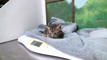 NIKE -  Domestic Short Hair Cat for Adoption in Houston, Texas - NIKE | PetCurious