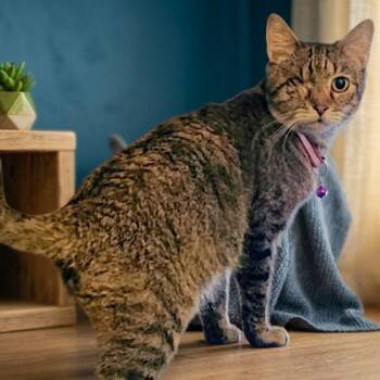 Tabby Cats Available for Adoption in Dallas, Texas - Aqua | PetCurious
