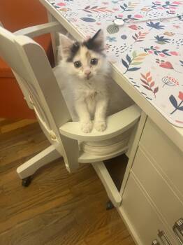Lucy -  Domestic Medium Hair Cat for Adoption in Chandler, Arizona - Lucy | PetCurious