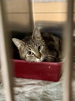 CAT - Isabella -  Domestic Short Hair and Tabby Cat for Adoption in Gilberts, Illinois - CAT - Isabella | PetCurious
